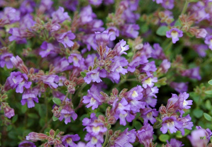 Chaenorhinum (Chaenorhinum orig. 'Blue Dream') - Gartenpflanzen