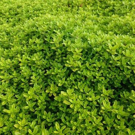 Citroentijm (Thymus citriodorus 'Aureus') - Tuinplanten