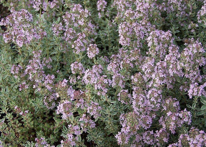 Zitronenthymian (Thymus citriodorus 'Silver Queen') - Gartenpflanzen
