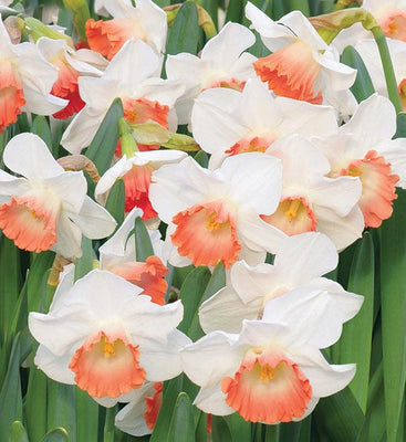 Narziss Salome - 20 Stück