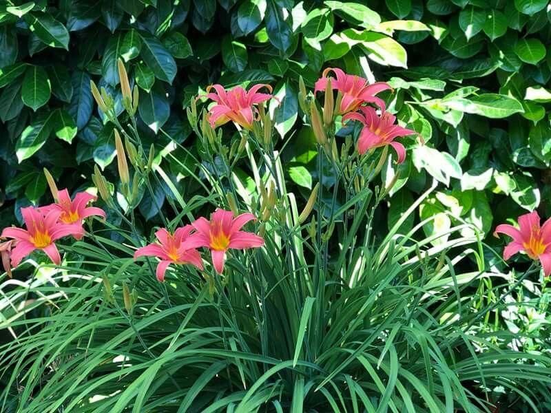 Daglelie (Hemerocallis 'Pink Damask') - Tuinplanten