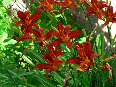 Taglilie (Hemerocallis 'Sammy Russell')