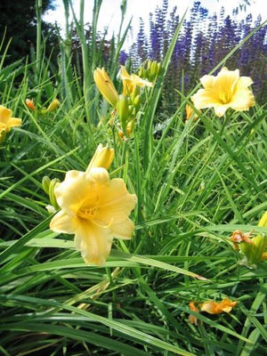 Taglilie (Hemerocallis 'Stella de Oro')