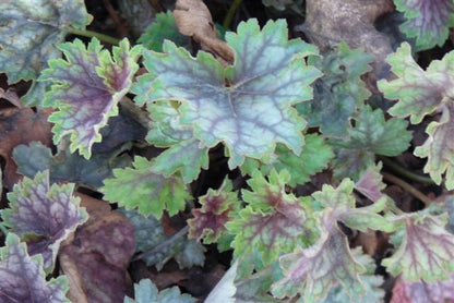 Purpurglöckchen (Heuchera 'Beauty Color') - Gartenpflanzen