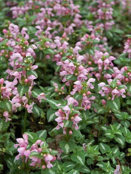 Gefleckte Taubnessel (Lamium maculatum 'Shell Pink') - Gartenpflanzen