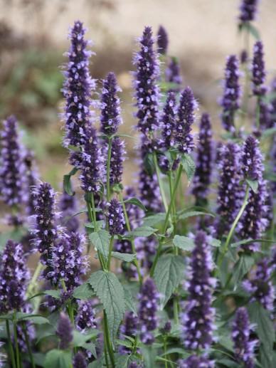 Dropplant (Agastache 'Black Adder') - Gartenpflanzen