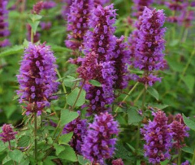 Süßholzpflanze (Agastache 'Blue Boa')