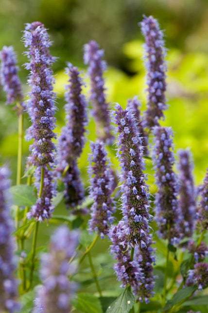 Dropplant (Agastache 'Blue Fortune') - Tuinplanten