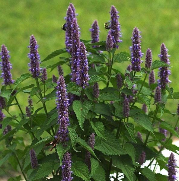 Dropplant (Agastache foeniculum) - Tuinplanten