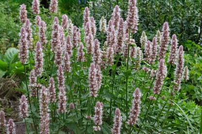 Dropplant (Agastache urticifolia 'Album') - Gartenpflanzen