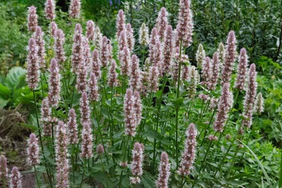 Süßholzpflanze (Agastache urticifolia 'Album')