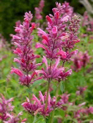 Süßholzpflanze (Agastache 'Red Fortune')