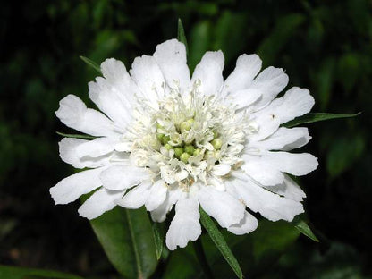 Duifkruid (Scabiosa caucasica 'Perfecta Alba') - Gartenpflanzen