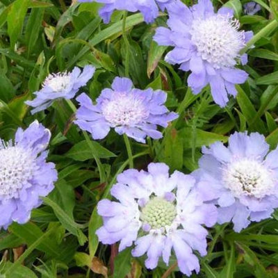 Taubenkraut (Scabiosa caucasica 'Perfecta')