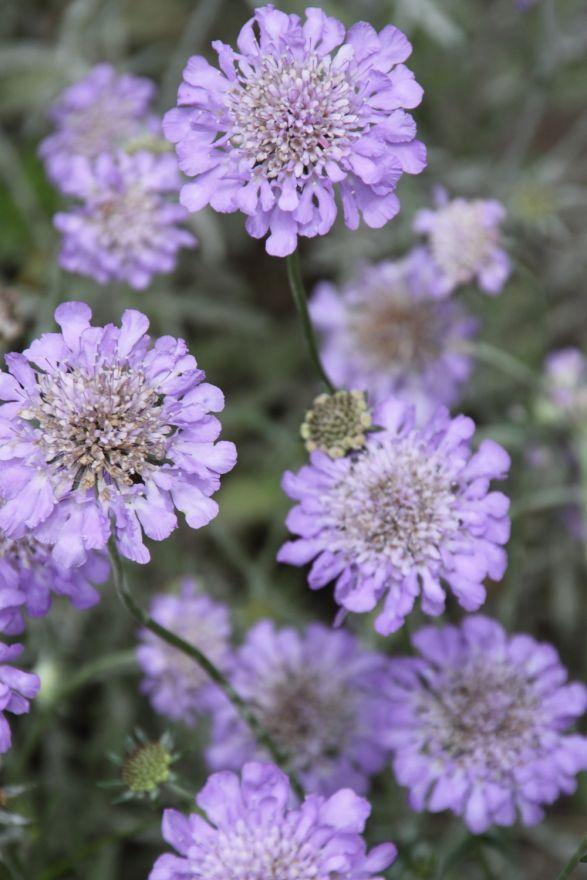Duifkruid (Scabiosa columbaria ‘Butterfly Blue’) - Tuinplanten