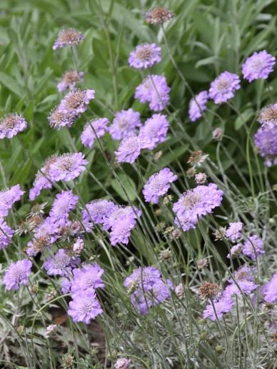 Duifkruid (Scabiosa columbaria ‘Butterfly Blue’) - Tuinplanten