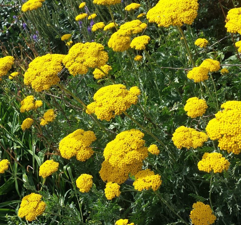 Schafgarbe (Achillea filipendulina Cloth of Gold) - Gartenpflanzen