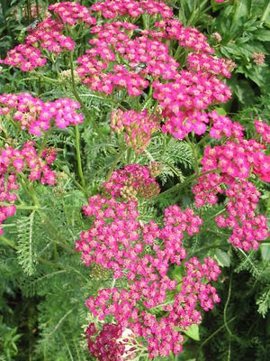 Schafgarbe (Achillea millefolium 'Cerise Queen')