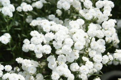 Schafgarbe (Achillea ptarmica 'Die Perle')