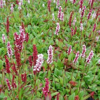 Knöterich (Persicaria affinis 'Superba')