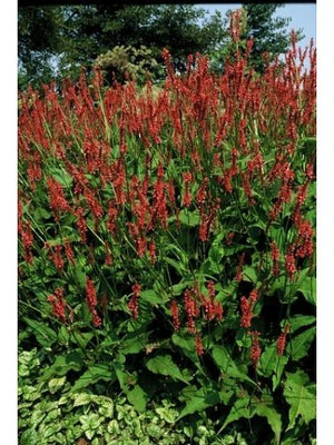 Knöterich (Persicaria ampl. 'Speciosa')