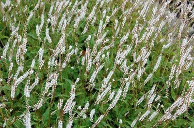 Knöterich (Persicaria ampl Alba)