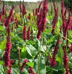 Knöterich (Persicaria ampl Blackfield)