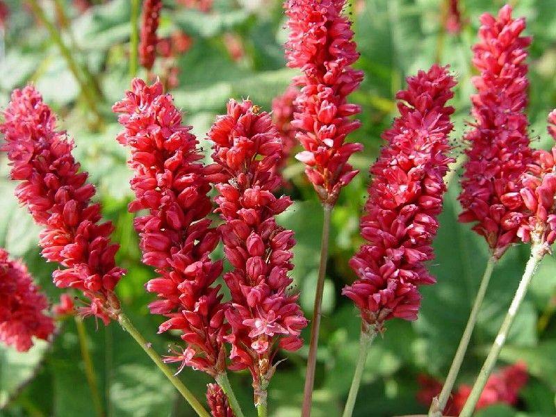 Duizendknoop (Persicaria ampl J.S Delgado Macho) - Tuinplanten