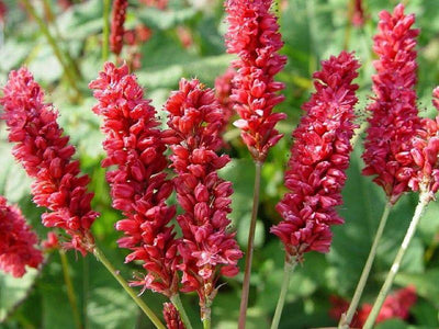 Staudenknöterich (Persicaria ampl JS Delgado Macho)