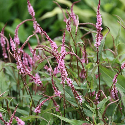 Knöterich (Persicaria ampl. Pink Elephant)