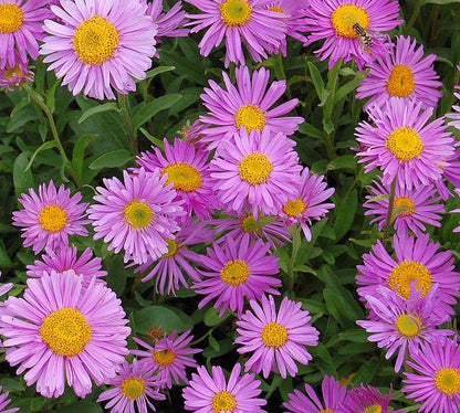 Alpenaster (Aster alpinus 'Happy End') - Gartenpflanzen