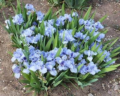 Zwergiris (Iris (P) 'Azurea') - Gartenpflanzen