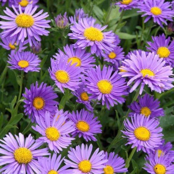 Dwerk aster (Aster alpinus 'Dunkle Schone') - Tuinplanten