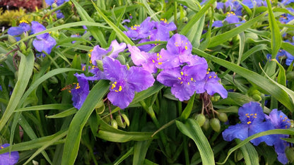 Eintagsblume (Tradescantia (A) 'Bilberry Ice') - Gartenpflanzen