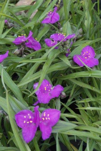 Eintagsblume (Tradescantia (A) 'Karminglut') - Gartenpflanzen