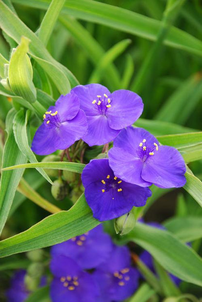 Eintagsblume (Tradescantia (A) 'Zwanenburg Blue') - Gartenpflanzen