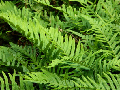 Echte Engelsüß (Polypodium vulgare) - Gartenpflanzen