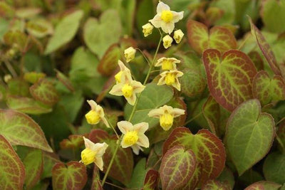 Feenblume (Epimedium versicolor 'Sulphureum')