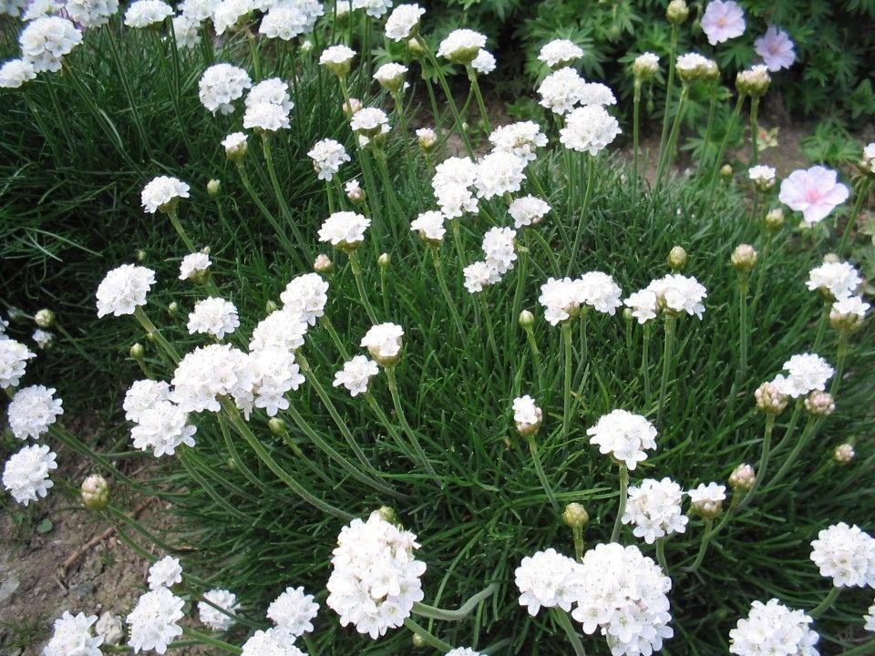 Engels Gras (Armeria maritima 'Alba') - Gartenpflanzen