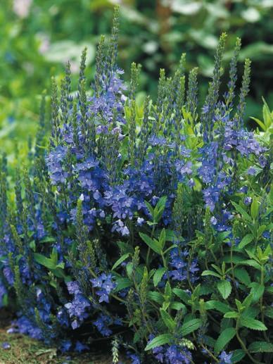 Ereprijs (Veronica austriaca) - Tuinplanten