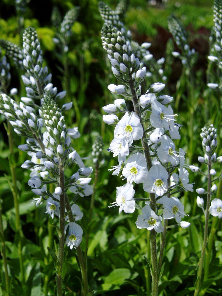 Ehrenpreis (Veronica gentianoides) - Gartenpflanzen