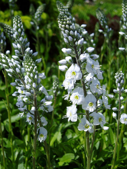 Ehrenpreis (Veronica gentianoides) - Gartenpflanzen