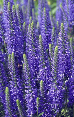 Ehrenpreis (Veronica spicata 'Blue')