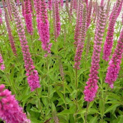 Ähriger Ehrenpreis (Veronica spicata 'Rotfuchs') - Gartenpflanzen