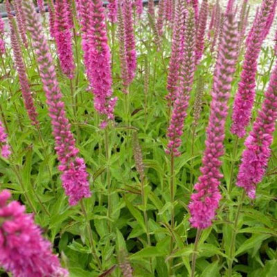 Ehrenpreis (Veronica spicata 'Rotfuchs')
