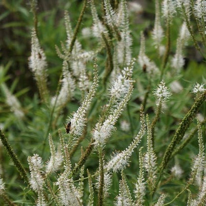 Ereprijs (Veronicastrum virg. 'Album') - Gartenpflanzen