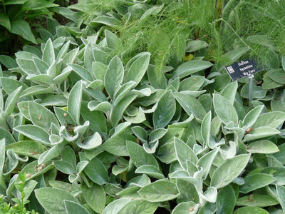 Hundsohr (Stachys byzantina 'Helene Von Stein' (Große Ohren))