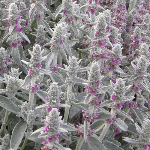 Ezelsoor (Stachys byzantina 'Silver Carpet') - Tuinplanten