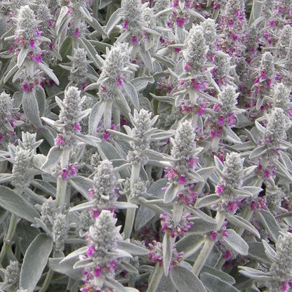 Ezelsoor (Stachys byzantina 'Silver Carpet') - Tuinplanten