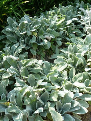 Hundsohr (Stachys byzantina 'Silver Carpet')